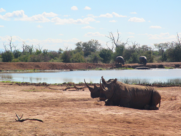 Hlane National Park Tour rhino walk