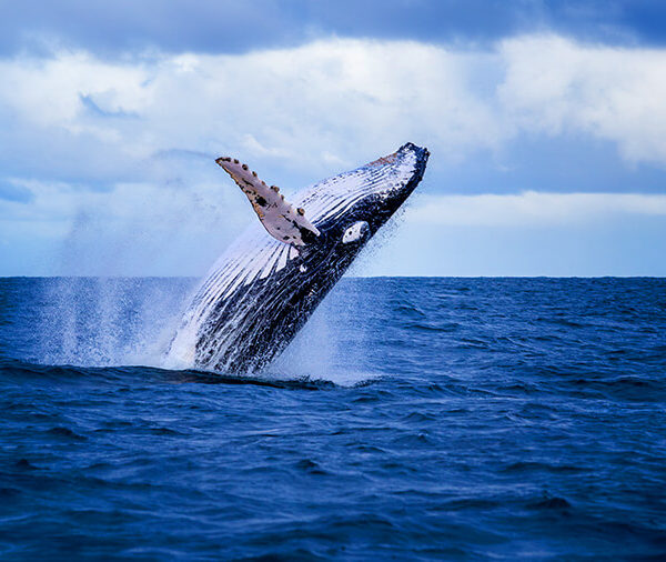 Watching Humpback Whales in Mozambique