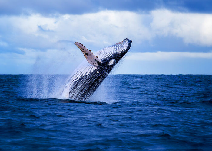 Watching Humpback Whales in Mozambique
